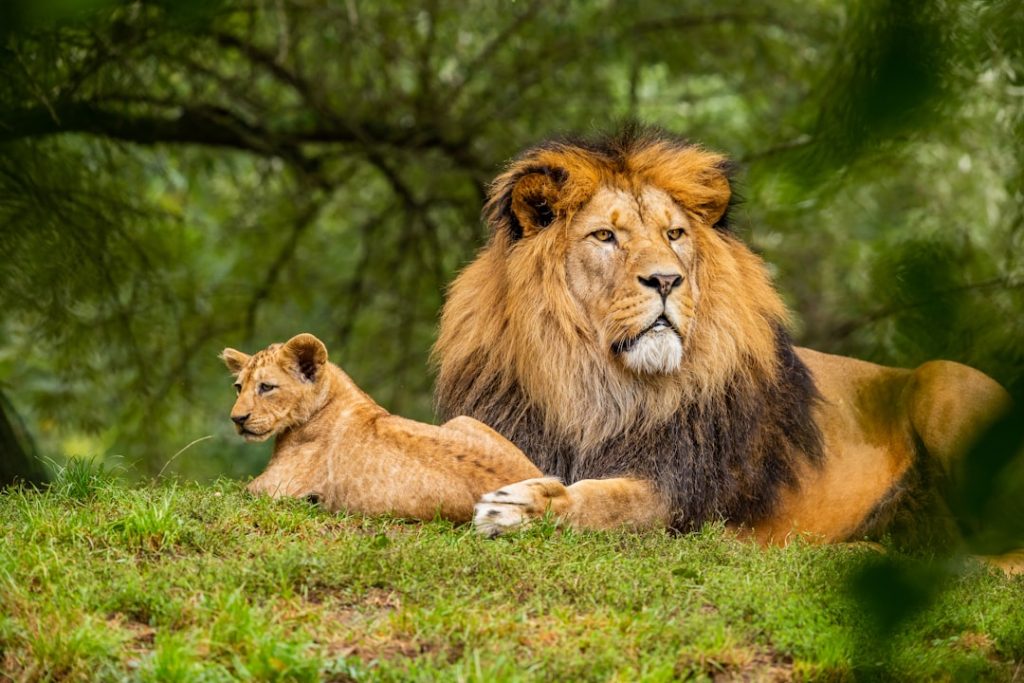 Crafting Captivating Headlines: Your awesome post title goes here brown-lion-on-green-grass-field-uxhol6swlym