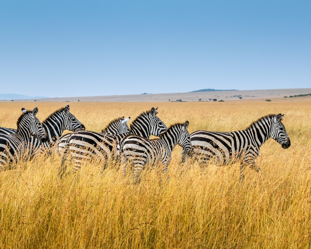 The Art of Drawing Readers In: Your attractive post title goes here A herd of running zebras.