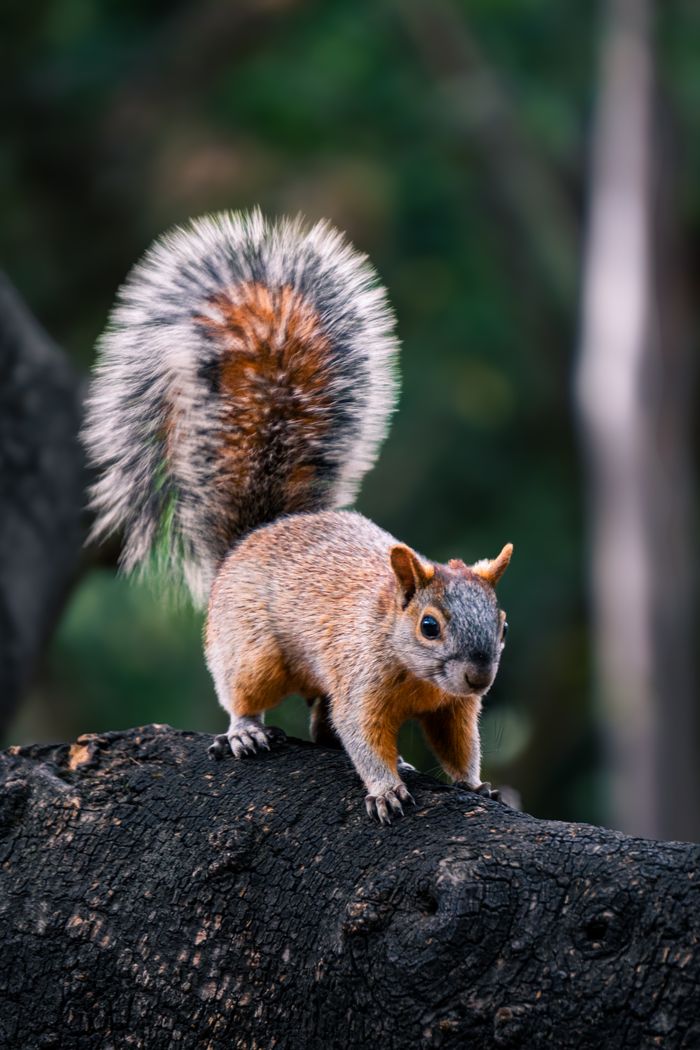 Mastering the First Impression: Your intriguing post title goes here A detailed shot of a squirrel standing on a tree branch in the forest.