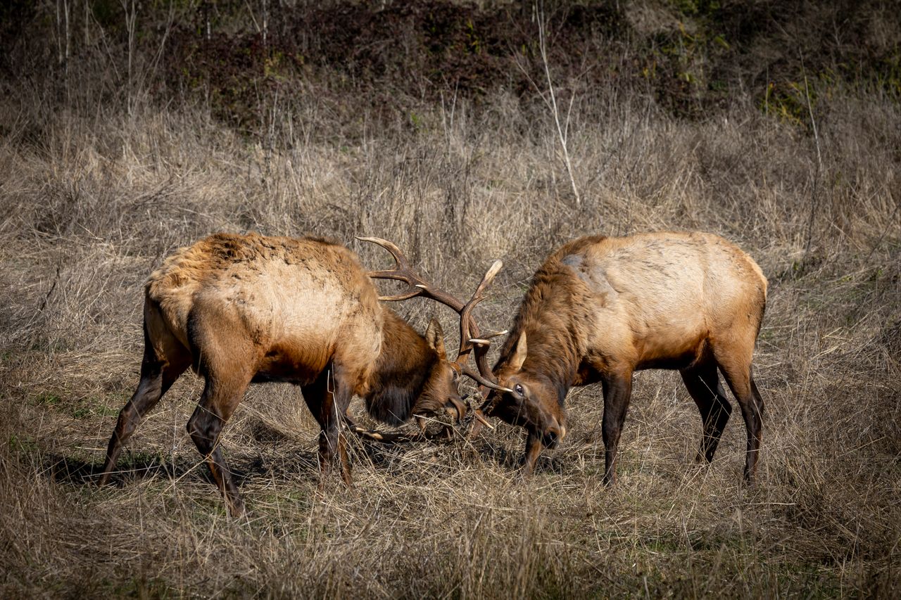 Two elk clashing antlers in a field, captured in their natural habitat.
